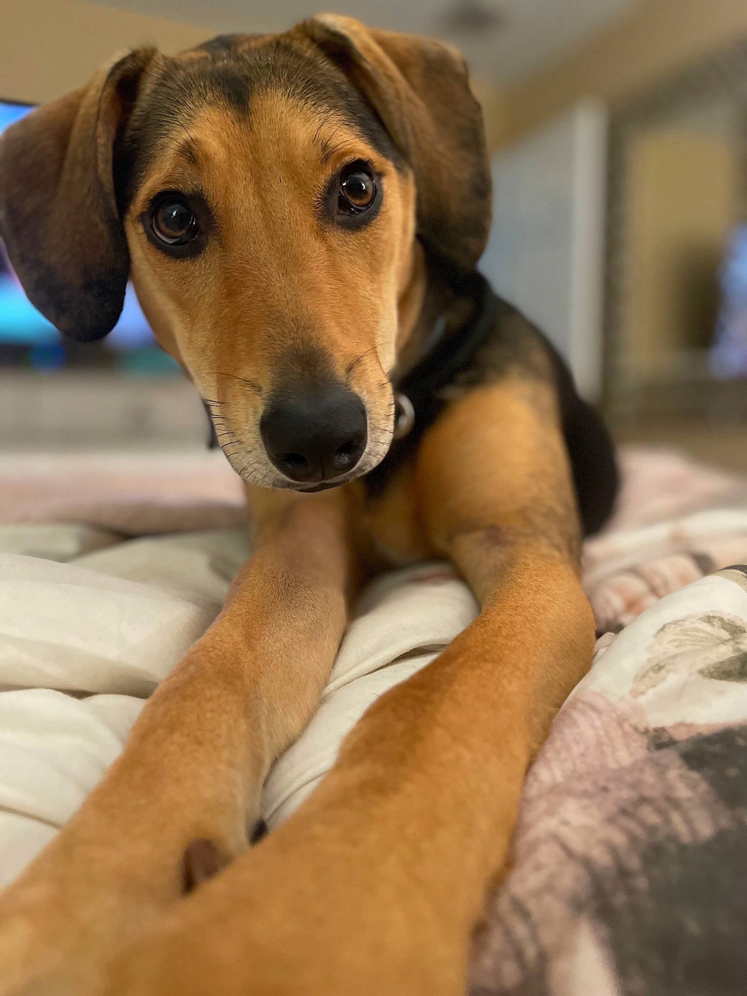Bailey joined the competition — help win amazing prizes! canidae, carnivore, collar, comfort, companion_dog, dog, dog_breed, dog_supply, ear, fawn, fur, hound, hunting_dog, paw, pet_supply, sporting_group, terrestrial_animal, whiskers, working_animal