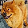 Shaïna a rejoint le concours — aidez-le/la à gagner de superbes lots ! blue_tongue, brown_fur, canine, chow_chow, close_up, dog, eyes, fluffy, leash, leg, nose, outdoor, pavement, people_in_background, pet, portrait, sunny, tail, thick_fur, walking