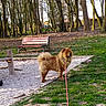 bench, chow_chow, dog, fluffy, forest_floor, grass, gravel, leash, muzzle, nature, outdoor, park, path, pet, sunlight, tail, trees, walking, wooden_post, woods