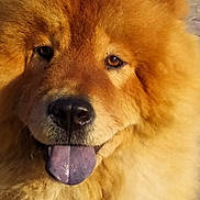 Shaïna participe au concours pour gagner de l'argent avec cette photo : amber_eyes, animal, blue_tongue, chow_chow, close_up, cute, dog, eyes, fluffy, friendly, fur, golden_fur, macro, muzzle, nose, outdoor_lighting, pet, portrait, tongue_out, whiskers