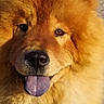 amber_eyes, animal, blue_tongue, chow_chow, close_up, cute, dog, eyes, fluffy, friendly, fur, golden_fur, macro, muzzle, nose, outdoor_lighting, pet, portrait, tongue_out, whiskers
