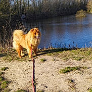 Shaïna a rejoint le concours — aidez-le/la à gagner de superbes lots ! dog, chow_chow, lake, water, leash, grass, sand, path, trees, forest, outdoors, pet, furry, tongue_out, standing, sunlight, shadow, collar, nature, riverbank