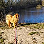 dog, chow_chow, lake, water, leash, grass, sand, path, trees, forest, outdoors, pet, furry, tongue_out, standing, sunlight, shadow, collar, nature, riverbank