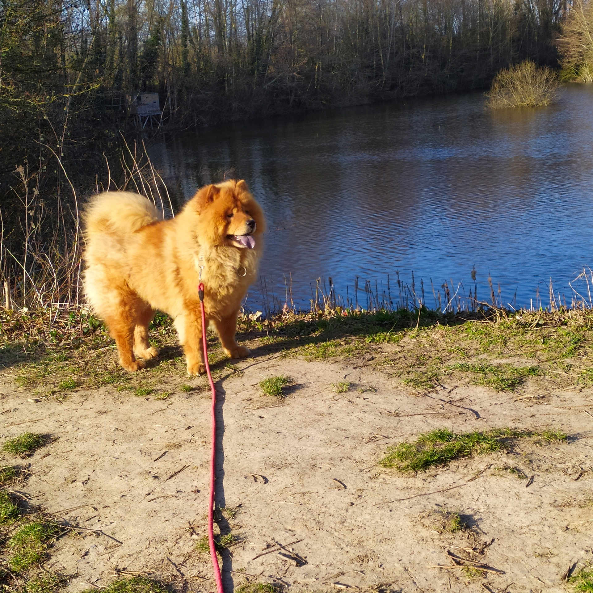 Shaïna a rejoint le concours — aidez-le/la à gagner de superbes lots ! dog, chow_chow, lake, water, leash, grass, sand, path, trees, forest, outdoors, pet, furry, tongue_out, standing, sunlight, shadow, collar, nature, riverbank