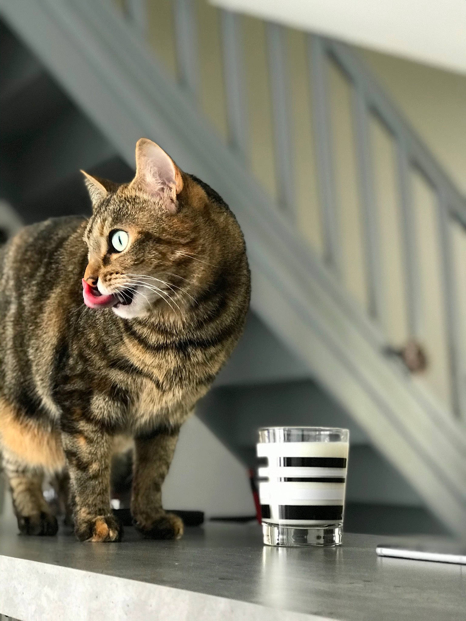 Guess a rejoint le concours — aidez-le/la à gagner de superbes lots ! carnivore, cat, domestic_short_haired_cat, felidae, fur, paw, pet_supply, sitting, small_to_medium_sized_cats, snout, tail, terrestrial_animal, whiskers, window