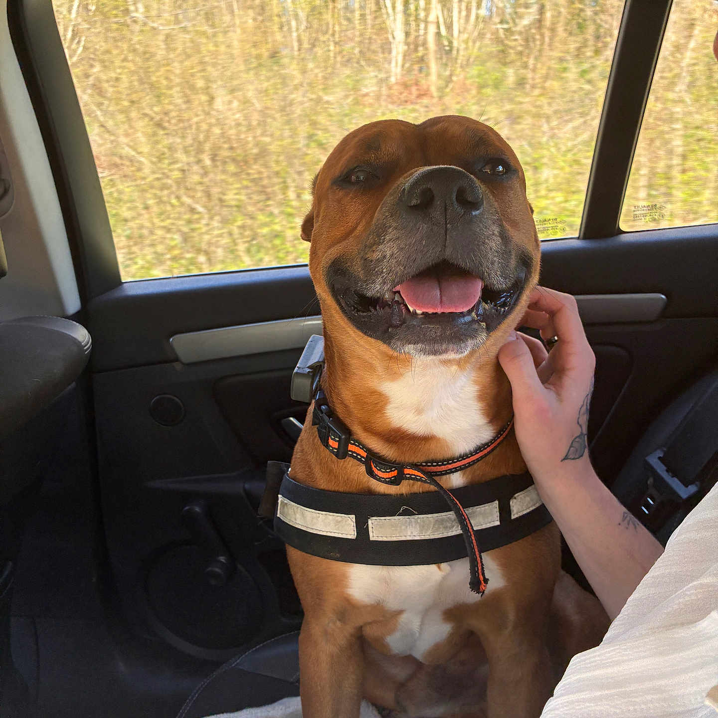 Tyson a rejoint le concours — aidez-le/la à gagner de superbes lots ! dog, harness, car_interior, window, person, hand, seat, smiling, pet, animal, happy, brown_dog, collar, leash, tattoo, spray_can, blanket, sunlight, forest_outside, travel