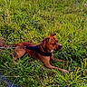 Tyson a rejoint le concours — aidez-le/la à gagner de superbes lots ! dog, brown_dog, grass, leash, outdoor, nature, greenery, pet, canine, animal, wildflowers, field, summer, resting, harness, side_view, calm, walking, grassland, daytime