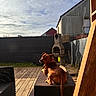 Tyson a rejoint le concours — aidez-le/la à gagner de superbes lots ! dog, outdoor, backyard, wicker_furniture, wooden_deck, barbecue, sunlight, pet, animal, relaxed, brown_dog, garden, fence, sky, clouds, house, daytime, looking_back, collar, curious