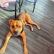 Tyson participe au concours pour gagner de l'argent avec cette photo : dog, brown_dog, floor, wooden_floor, indoor, pet, canine, animal, lying_down, black_harness, chair, tablecloth, looking_at_camera, ears, tail, paws, expression, domestic_animal, furniture, flooring
