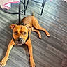dog, brown_dog, floor, wooden_floor, indoor, pet, canine, animal, lying_down, black_harness, chair, tablecloth, looking_at_camera, ears, tail, paws, expression, domestic_animal, furniture, flooring