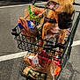 Xena is registered to the contest to win money with this photo: dog, shopping_cart, groceries, parking_lot, night, plastic_bags, car, treats, pet, brown_dog, outdoor, animal, puppy, shopping, food, retail, basket, vehicle, leash, curious