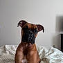 Xena is registered to the contest to win money with this photo: dog, boxer, pet, animal, bed, blanket, indoor, brown, fur, ears, face, looking, cute, portrait, muzzle, expression, resting, paw, young, canine