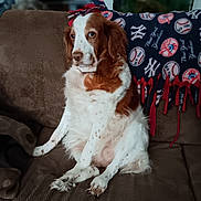 Scarlet is registered to the contest to win money with this photo: dog, brown_and_white, sitting, couch, blanket, indoor, pet, fur, looking_away, relaxed, furniture, home, cozy, animal, companion, domestic, cute, portrait, expression, calm