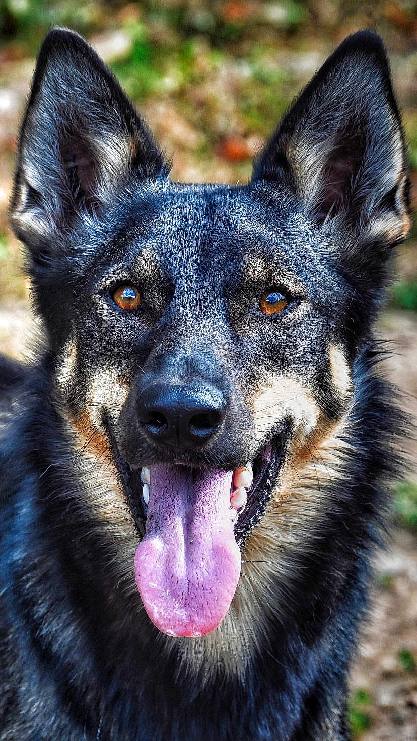 Bailey a rejoint le concours — aidez-le/la à gagner de superbes lots ! dog, german_shepherd, canine, animal, portrait, face, tongue, ears, fur, outdoor, nature, pet, mammal, closeup, happy, panting, brown_eyes, snout, whiskers, background_blur