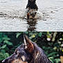 dog, water, ball, splashing, wet_fur, outdoor, nature, greenery, playful, animal, closeup, side_profile, lake, reeds, summer, focused, pet, collar, activity, joy