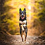 Bailey a rejoint le concours — aidez-le/la à gagner de superbes lots ! dog, running, forest, path, autumn, nature, outdoor, animal, happy, energetic, golden_light, blurred_background, canine, tongue_out, active, sunlight, trees, wildlife, daytime, motion