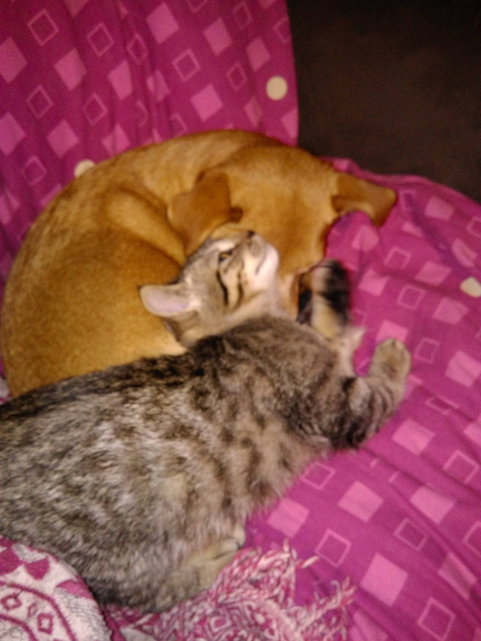 Biscotte a rejoint le concours — aidez-le/la à gagner de superbes lots ! canidae, carnivore, cat, cat_supply, comfort, companion_dog, dog_breed, domestic_short_haired_cat, fawn, felidae, fur, nap, paw, pet_supply, small_to_medium_sized_cats, snout, sporting_group, tail, terrestrial_animal, whiskers