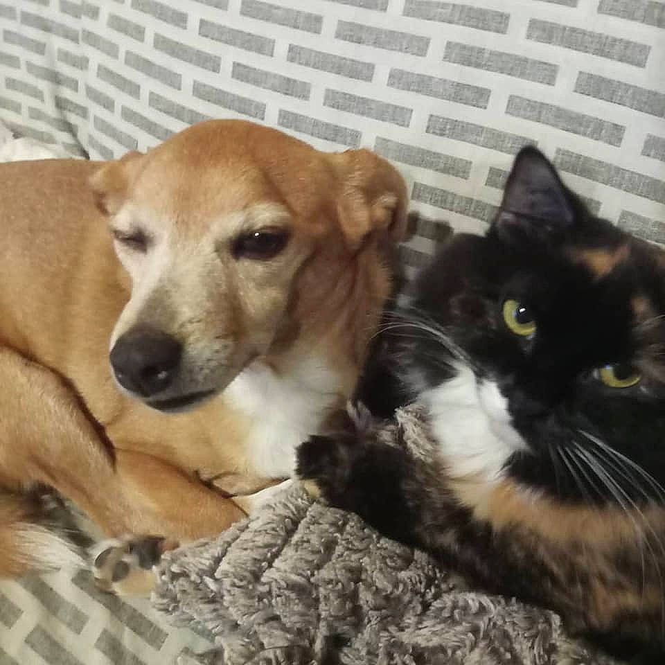 Biscotte a rejoint le concours — aidez-le/la à gagner de superbes lots ! carnivore, cat, claw, collar, comfort, companion_dog, couch, dog, dog_breed, domestic_short_haired_cat, felidae, fur, paw, puppy_love, small_to_medium_sized_cats, snout, street_dog, tail, terrestrial_animal, whiskers