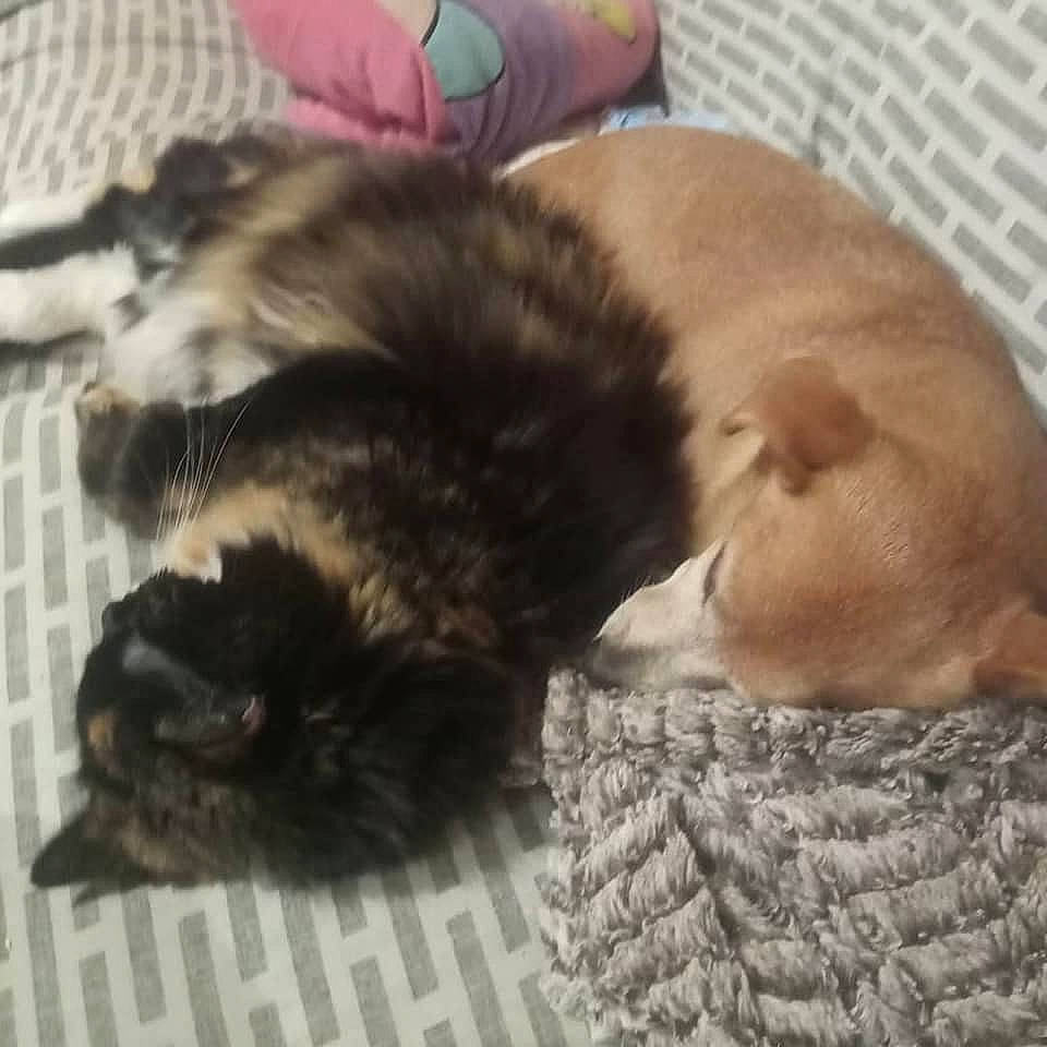 Biscotte a rejoint le concours — aidez-le/la à gagner de superbes lots ! black_cat, canidae, carnivore, cat, claw, comfort, companion_dog, dog_breed, domestic_short_haired_cat, fawn, felidae, fur, linens, paw, small_to_medium_sized_cats, snout, sporting_group, tail, terrestrial_animal, whiskers