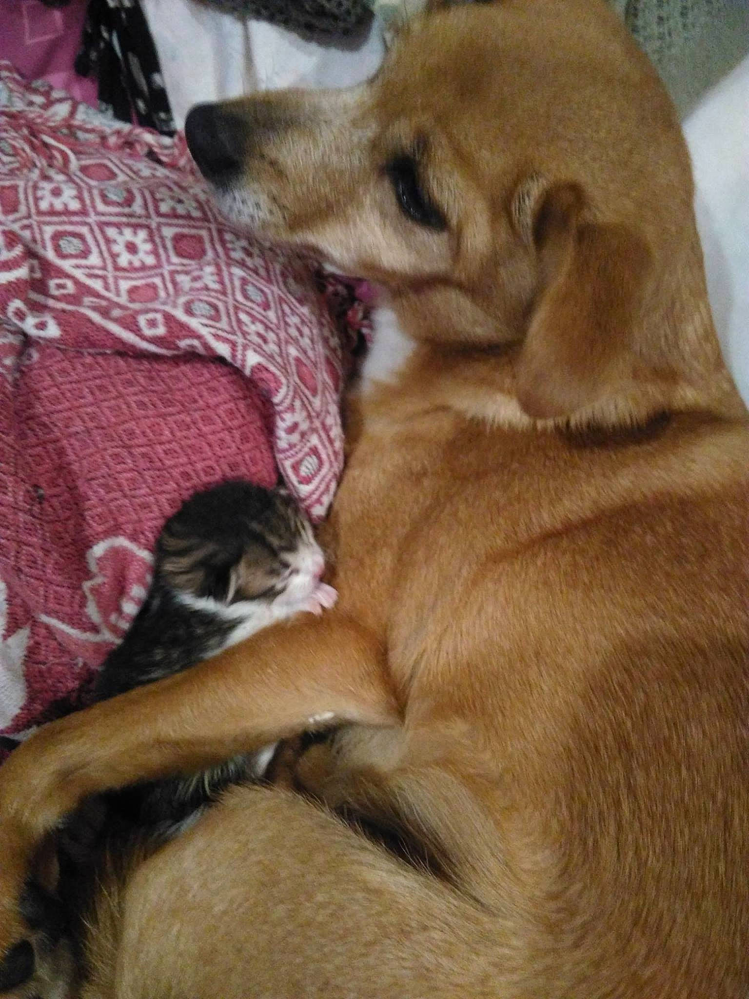 Biscotte participe au concours pour gagner de l'argent avec cette photo : ancient_dog_breeds, canidae, carnivore, comfort, companion_dog, dog, dog_breed, fawn, fur, nap, paw, puppy, sleep, snout, sporting_group, street_dog, tail, whiskers, working_animal, working_dog