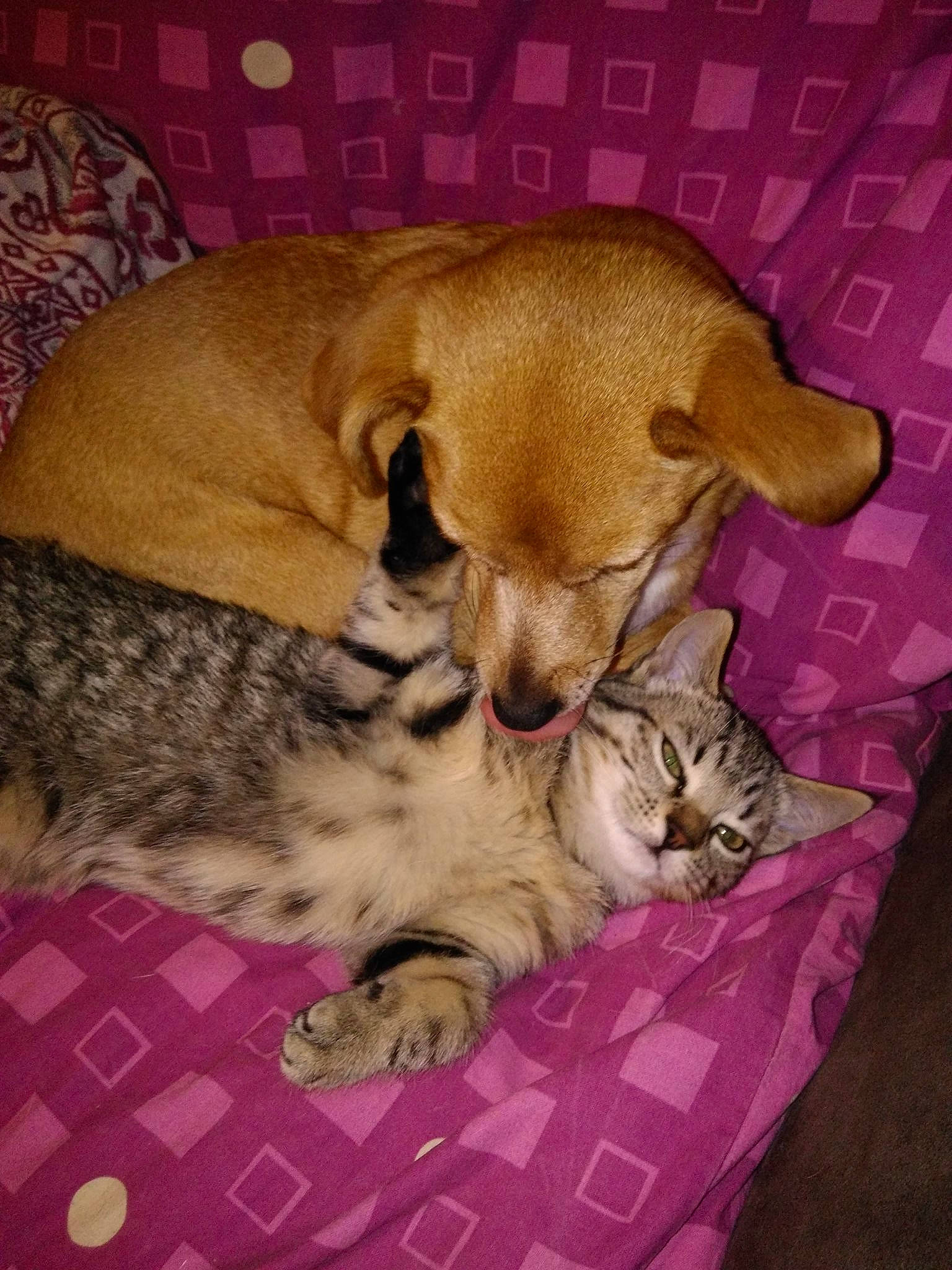 Biscotte a rejoint le concours — aidez-le/la à gagner de superbes lots ! bored, canidae, carnivore, cat, cat_supply, comfort, companion_dog, dog_breed, domestic_short_haired_cat, fawn, felidae, fur, mammal, nap, paw, pet_supply, small_to_medium_sized_cats, snout, tail, whiskers