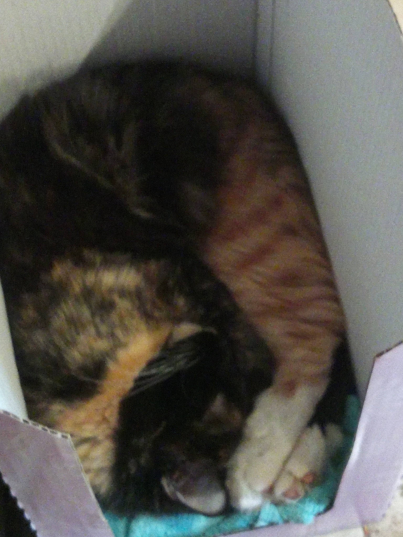 Melba participe au concours pour gagner de l'argent avec cette photo : carnivore, cat, claw, comfort, companion_dog, dog_breed, domestic_short_haired_cat, felidae, fur, nap, paw, sleep, small_to_medium_sized_cats, snout, tail, terrestrial_animal, whiskers