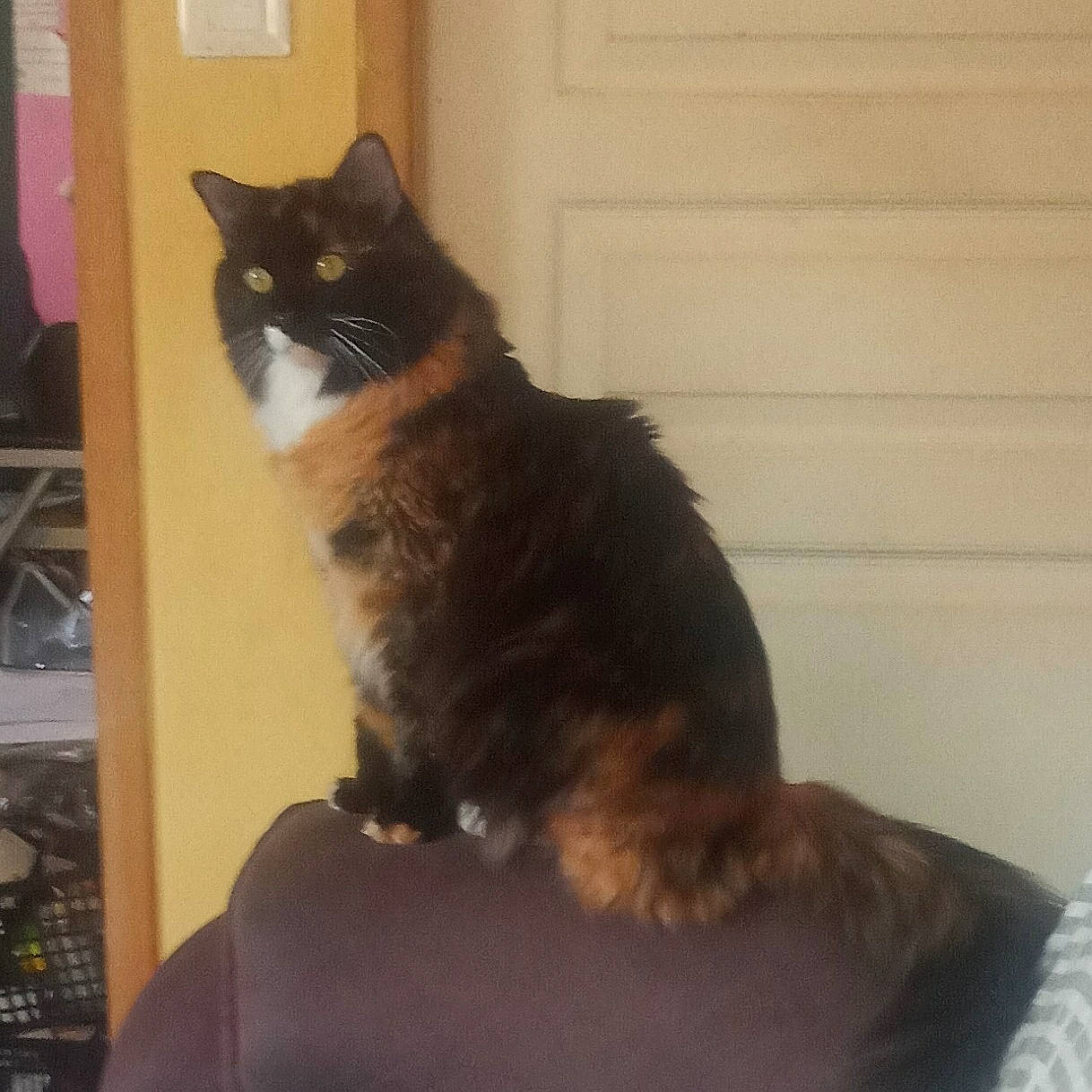 Melba a rejoint le concours — aidez-le/la à gagner de superbes lots ! black_cat, box, carnivore, cat, chair, claw, comfort, domestic_short_haired_cat, felidae, flooring, fur, hardwood, paw, small_to_medium_sized_cats, snout, tail, terrestrial_animal, whiskers, window, wood