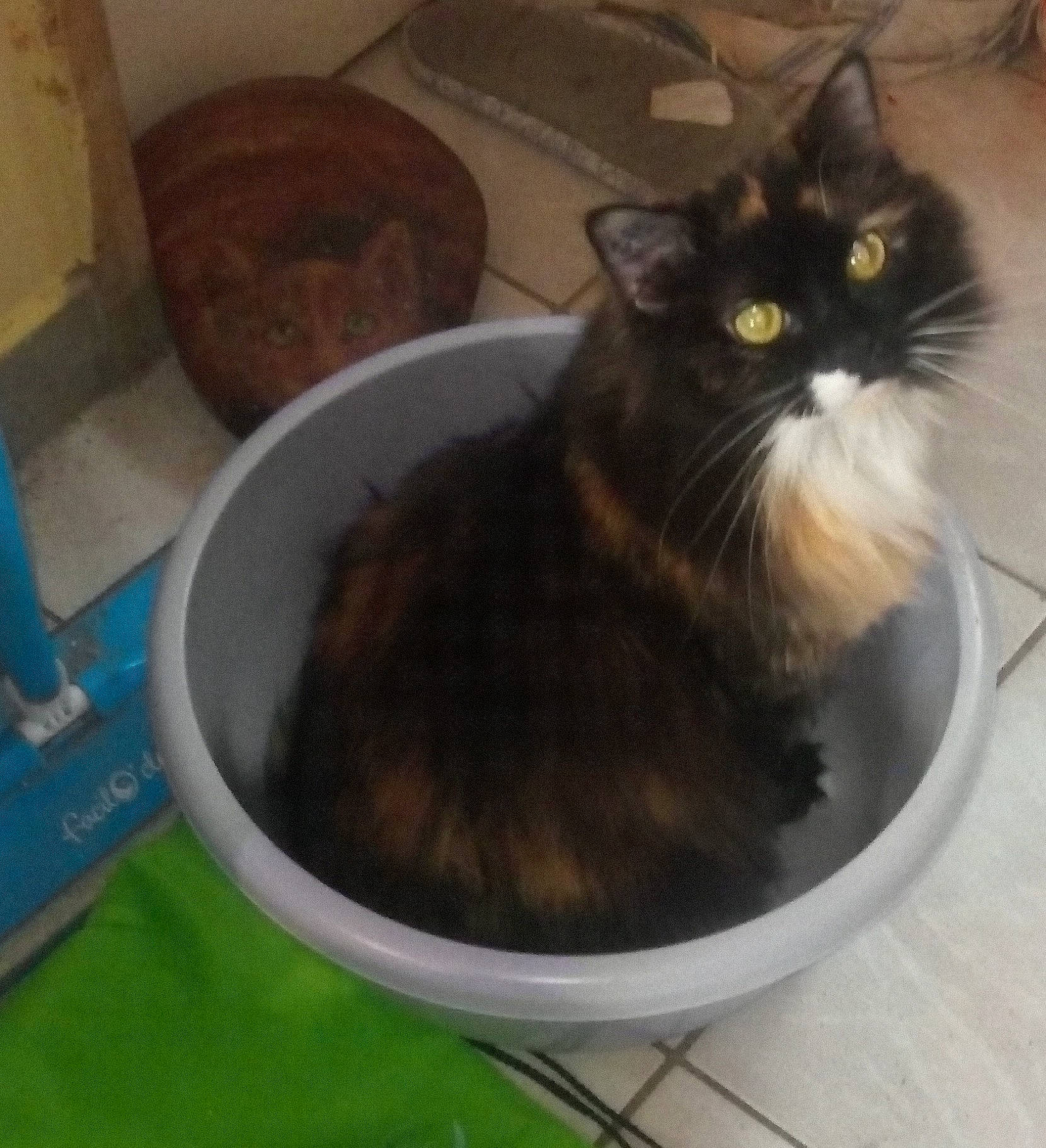 Melba a rejoint le concours — aidez-le/la à gagner de superbes lots ! black_cat, box, carnivore, cat, cat_supply, comfort_food, domestic_short_haired_cat, felidae, flowerpot, fur, ingredient, pet_supply, pressure_cooker, sitting, small_to_medium_sized_cats, snout, tail, terrestrial_animal, vegetable, whiskers