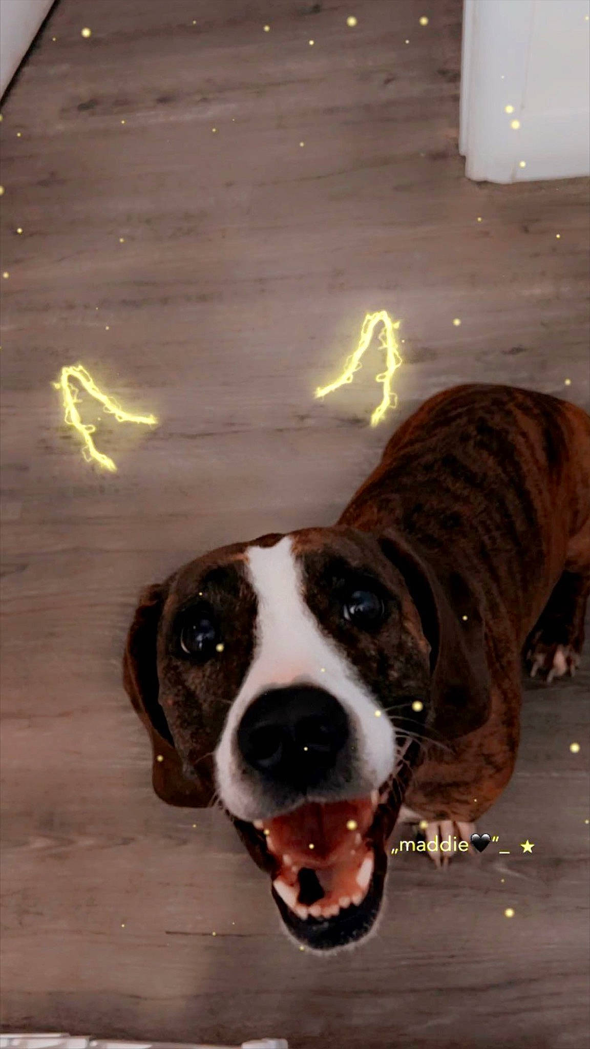 Vada is registered to the contest to win money with this photo: carnivore, collar, companion_dog, dog, dog_breed, dog_collar, door, fawn, flooring, fur, hardwood, leash, light, non_sporting_group, pet_supply, sporting_group, whiskers, wood, working_animal, working_dog