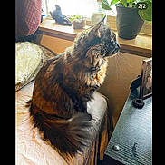 Hollow joined the competition — help win amazing prizes! animal, bed, cat, collar, curiosity, framed_photo, fur, furniture, home, indoor, nightstand, pet, pillow, plant, pot, resting, tail, tortoiseshell, whiskers, window