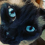 Isabella is registered to the contest to win money with this photo: cat, siamese_cat, close_up, blue_eyes, fur, whiskers, pet, animal, face, portrait, indoor, domestic_animal, mammal, feline, eye, black_fur, tan_fur, texture, curious, closeup