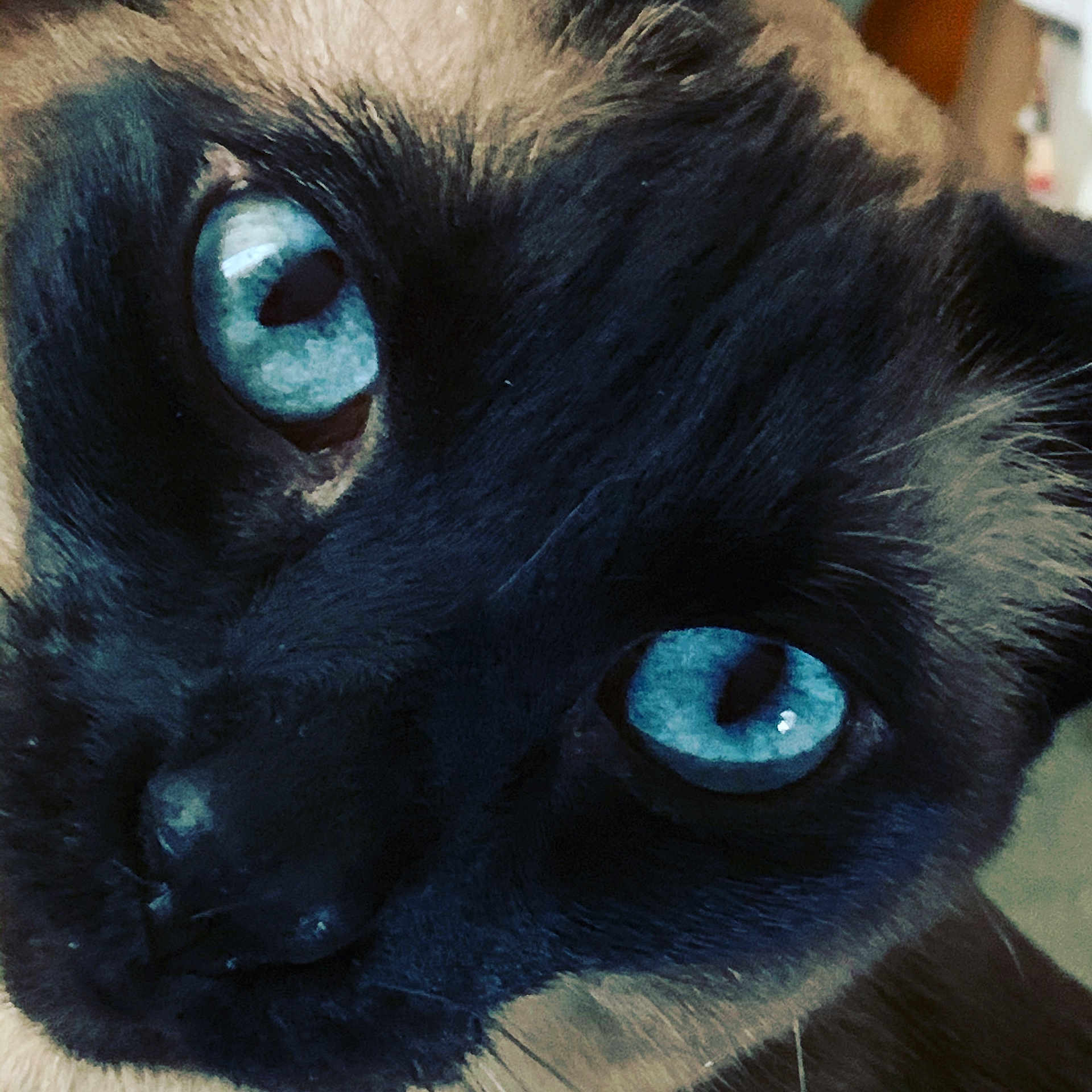 Isabella