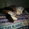cat, calico_cat, sleeping, fluffy, blanket, text, indoor, furniture, decorative_flower, cozy, resting, pet, animal, fur, tail, paw, quiet, dark, soft, comfort