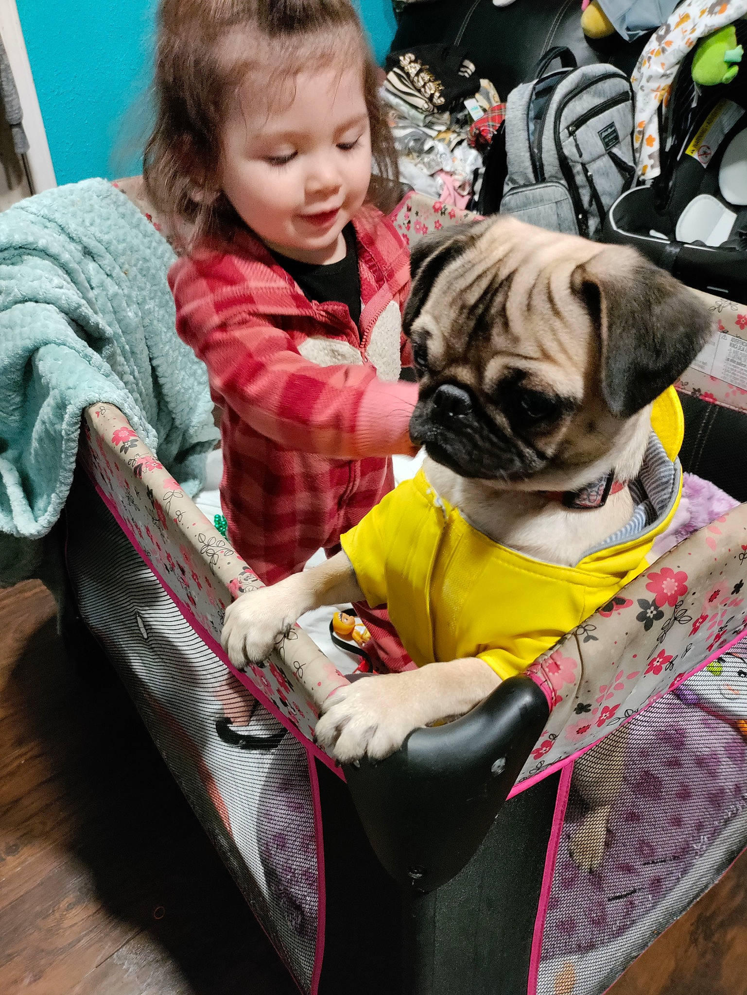 Amanda is registered to the contest to win money with this photo: bag, carnivore, collar, companion_dog, dog, dog_breed, dog_clothes, dog_supply, fawn, leash, mammal, people, person, pet_supply, photograph, pug, smile, snapshot, toddler, toy_dog