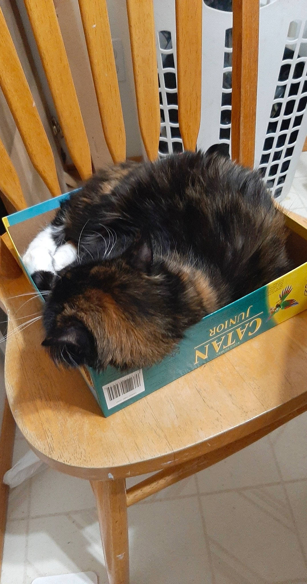 Ziggy joined the competition — help win amazing prizes! canidae, carnivore, companion_dog, dog, dog_breed, felidae, flooring, fur, hardwood, small_to_medium_sized_cats, snout, sporting_group, tail, terrestrial_animal, wood, wood_stain