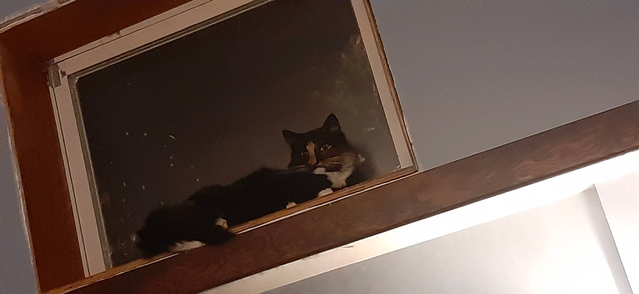 Ziggy is registered to the contest to win money with this photo: brown, carnivore, cat, domestic_short_haired_cat, felidae, flooring, hardwood, line, metal, molding, plywood, rectangle, room, shadow, small_to_medium_sized_cats, tail, tints_and_shades, whiskers, wood