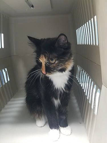 Ziggy is registered to the contest to win money with this photo: animal_shelter, box, carnivore, cat, claw, domestic_short_haired_cat, felidae, fur, monochrome_photography, paw, small_to_medium_sized_cats, snout, tail, terrestrial_animal, whiskers, window