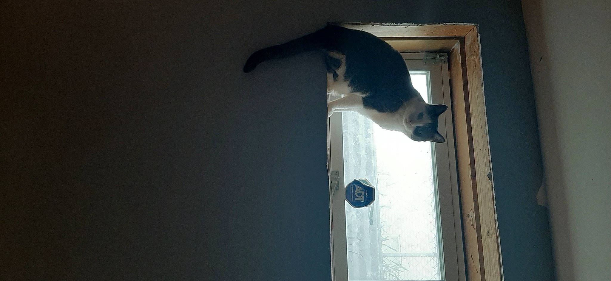 Grrr is registered to the contest to win money with this photo: building, carnivore, cat, domestic_short_haired_cat, door, felidae, fur, hardwood, home_door, room, shadow, small_to_medium_sized_cats, sporting_group, tail, water, whiskers, wood