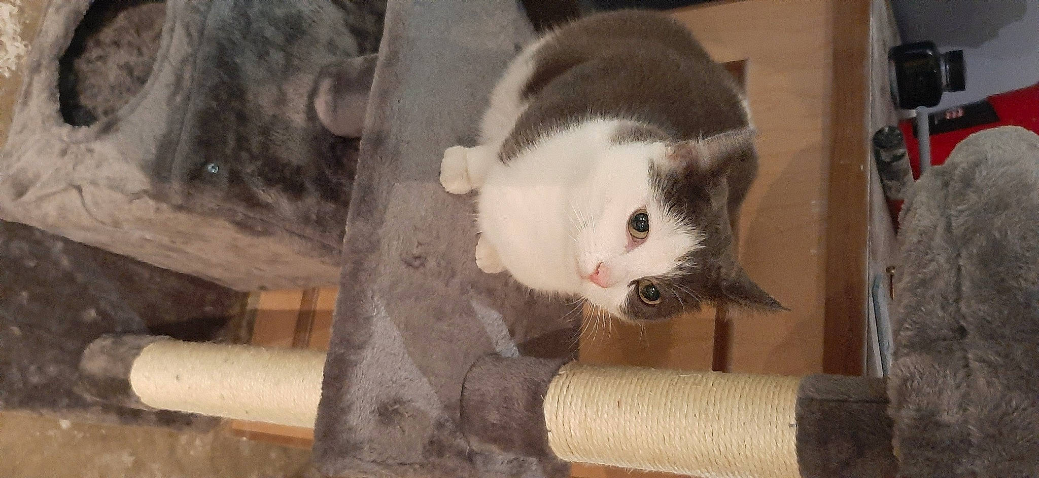 Grrr is registered to the contest to win money with this photo: carnivore, cat, cat_supply, comfort, domestic_short_haired_cat, fawn, felidae, fur, hardwood, iris, paw, pet_supply, small_to_medium_sized_cats, snout, tail, whiskers, wood