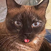 Zaho a rejoint le concours — aidez-le/la à gagner de superbes lots ! cat, siamese_cat, blue_eyes, tongue_out, close_up, whiskers, fur, pet, animal, cute, indoor, mischievous, face, portrait, domestic_cat, feline, relaxed, expression, soft_background, adorable