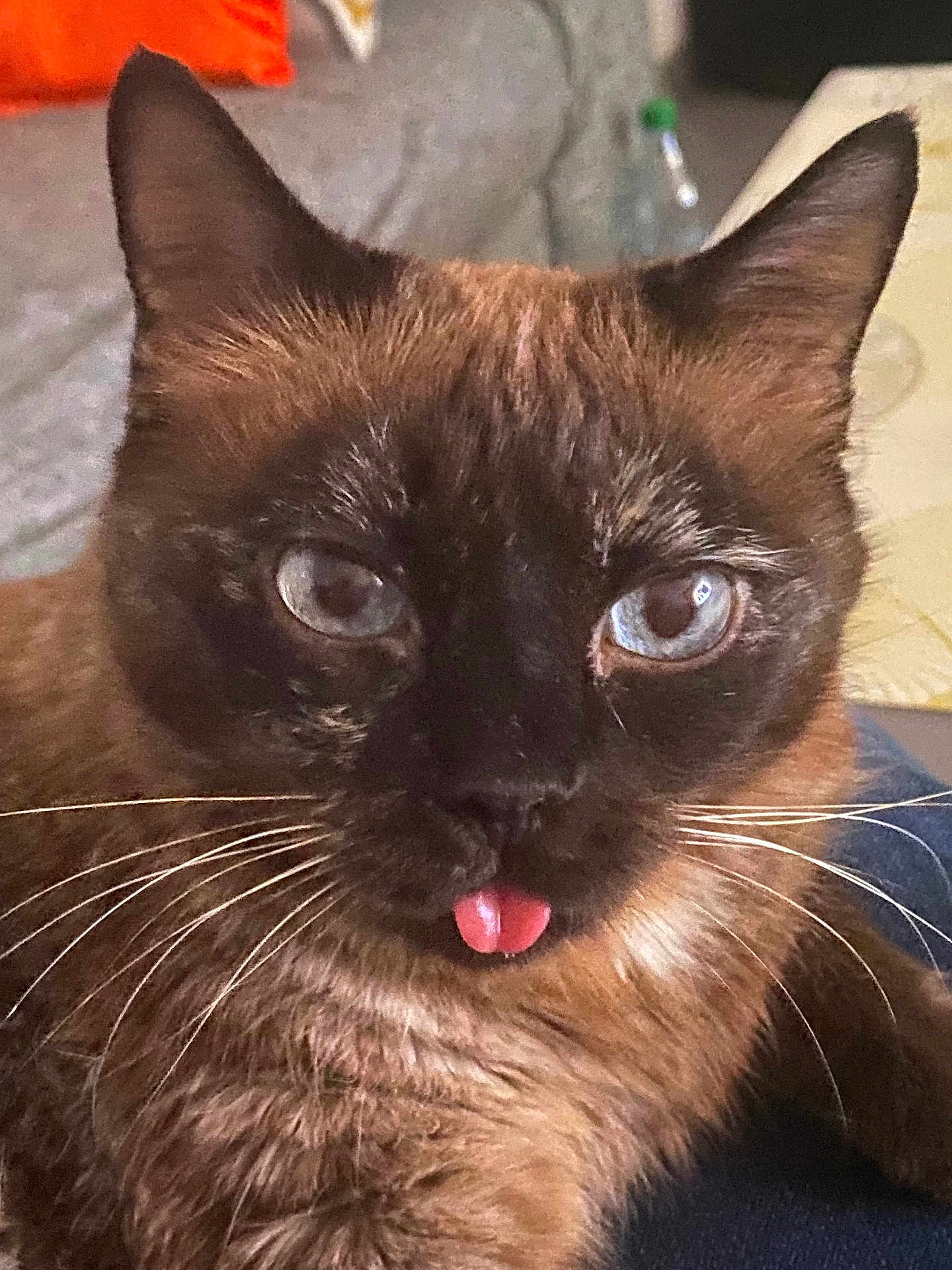 Zaho a rejoint le concours — aidez-le/la à gagner de superbes lots ! cat, siamese_cat, blue_eyes, tongue_out, close_up, whiskers, fur, pet, animal, cute, indoor, mischievous, face, portrait, domestic_cat, feline, relaxed, expression, soft_background, adorable