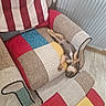 Buzz a rejoint le concours — aidez-le/la à gagner de superbes lots ! puppy, dog, sleeping, armchair, colorful, patchwork, furniture, indoor, cozy, relaxed, floor, radiator, blanket, cute, pet, canine, resting, small_dog, paw, upside_down