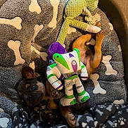 Buzz participe au concours pour gagner de l'argent avec cette photo : puppy, dog_bed, plush_toy, buzz_lightyear, green_toy, blanket, bones_pattern, brown_puppy, soft_texture, cozy, pet, indoor, cute, animal, resting, playful, sleeping_area, fabric, small_dog, toy