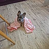 Buzz a rejoint le concours — aidez-le/la à gagner de superbes lots ! puppy, dog, french_bulldog, blanket, wooden_floor, indoor, pet, cute, small, animal, floor, furniture_leg, curious, sitting, wrapped, cozy, domestic, pink, pattern, young