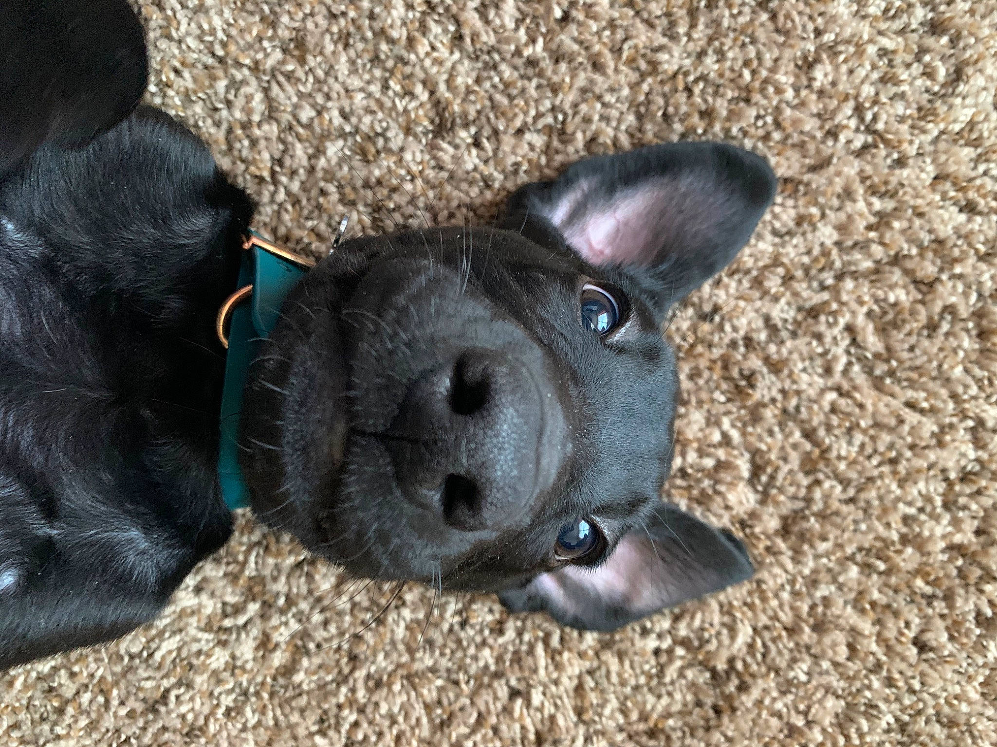 Carter joined the competition — help win amazing prizes! canidae, carnivore, companion_dog, dog, dog_breed, fawn, french_bulldog, mammal, non_sporting_group, nose, puppy, snout, sporting_group, vertebrate
