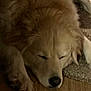 calm, carpet, close_up, cozy, dog, eyes_closed, fluffy, fur, golden_fur, hardwood_floor, indoor, large_breed, muzzle, nose, paw, pet, portrait, relaxed, resting, sleeping