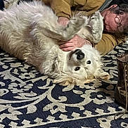 Lulu joined the competition — help win amazing prizes! bedroom_or_living_room, boot, brown_jacket, closeup, cozy, cuddle, dog, eyeglasses, hug, indoor, large_dog, lying_down, man, patterned_rug, person, pet, playful, rug, upside_down, white_fur