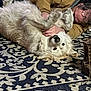 bedroom_or_living_room, boot, brown_jacket, closeup, cozy, cuddle, dog, eyeglasses, hug, indoor, large_dog, lying_down, man, patterned_rug, person, pet, playful, rug, upside_down, white_fur