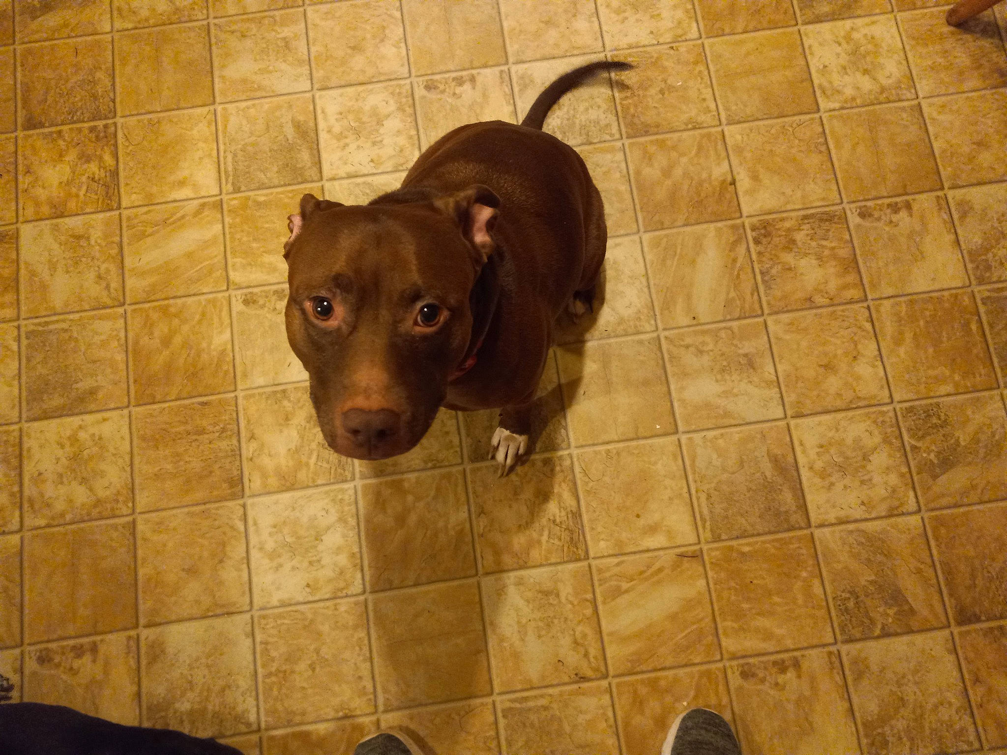 Harley Jo is registered to the contest to win money with this photo: canidae, carnivore, companion_dog, dog, dog_breed, dog_supply, fawn, floor, flooring, fur, hardwood, liver, pet_supply, sporting_group, tail, terrestrial_animal, tile, tile_flooring, wood, working_animal