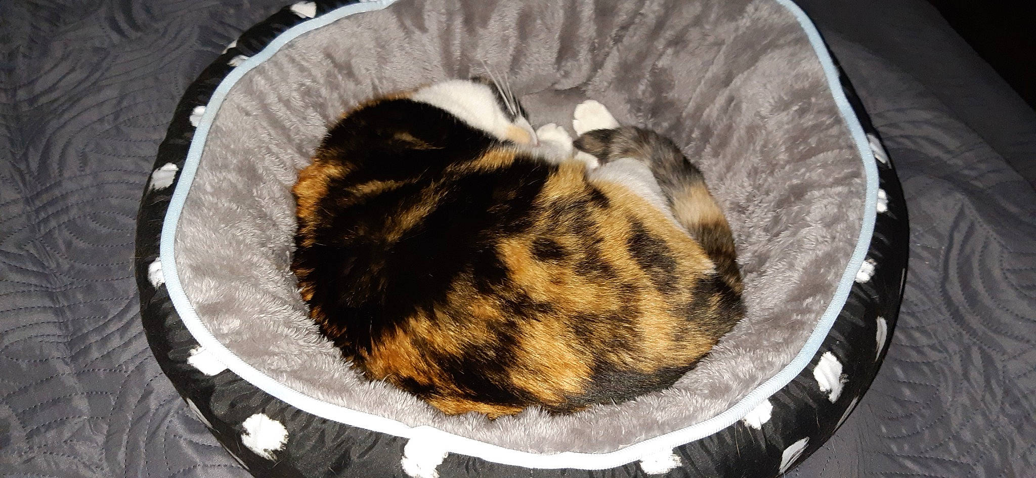 Lola participe au concours pour gagner de l'argent avec cette photo : carnivore, cat, cat_bed, felidae, fur, whiskers